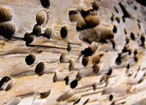 защите древесины от грибка